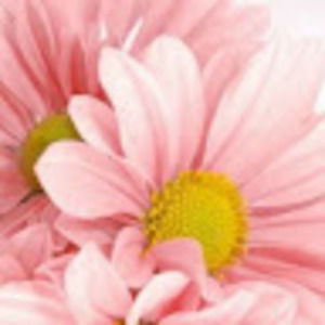 Meet your Posher, Gini